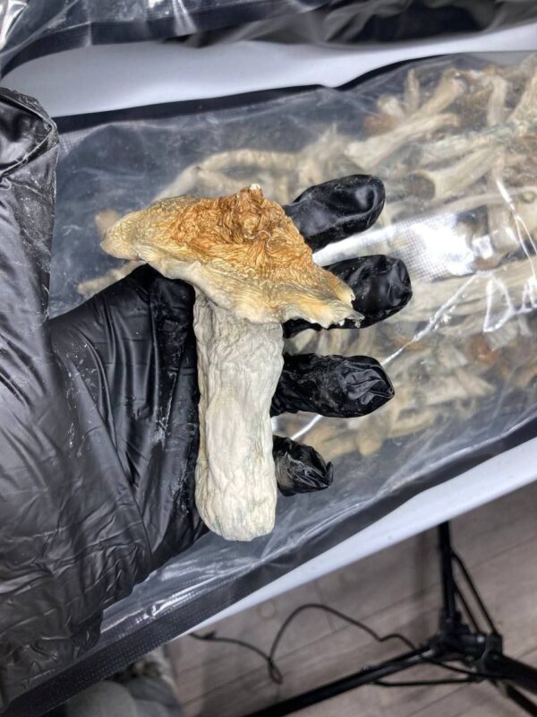 Melmac Penis Envy magic mushroom