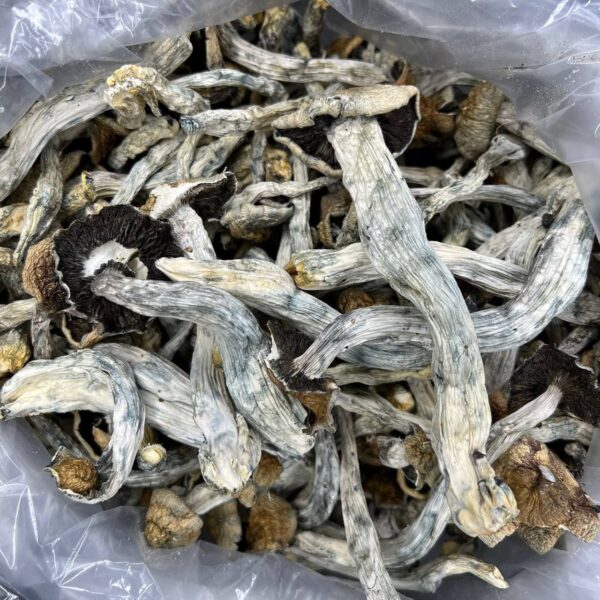 Costa Rican Magic Mushrooms