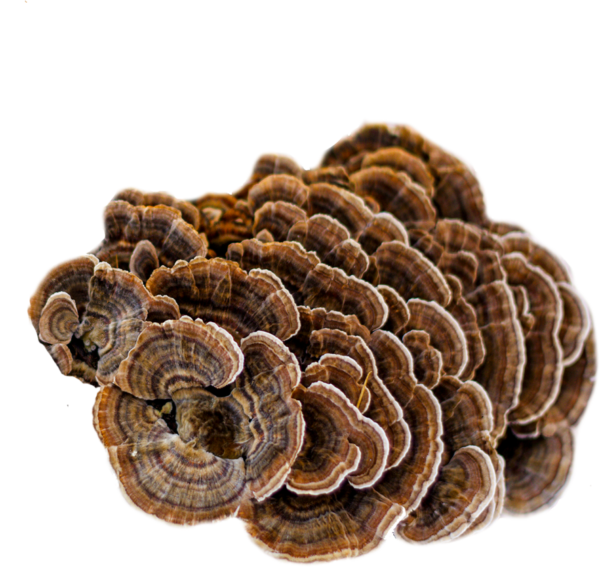 Turkey Tail Mushroom Extract Powder - Image 2