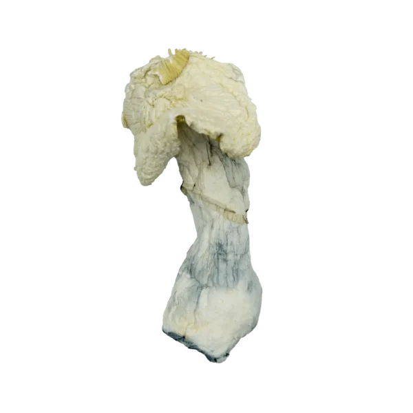 Albino Penis Envy Magic Mushrooms (Dried) - Image 4