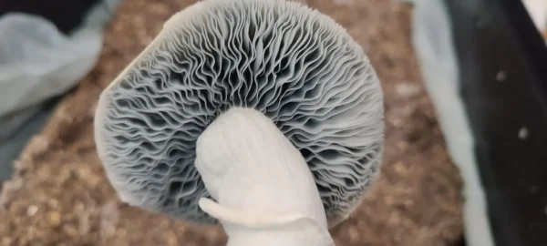 Blue Banshee Magic Mushrooms (Premium) - Image 2