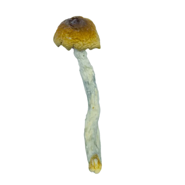 Blue Pulaski Magic Mushrooms (Dried) - Image 3
