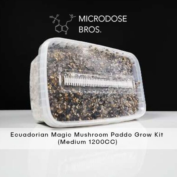 Ecuadorian Magic Mushroom Grow Kit - Image 4