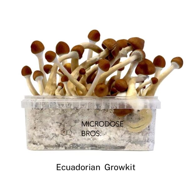 Ecuadorian Magic Mushroom Grow Kit - Image 2