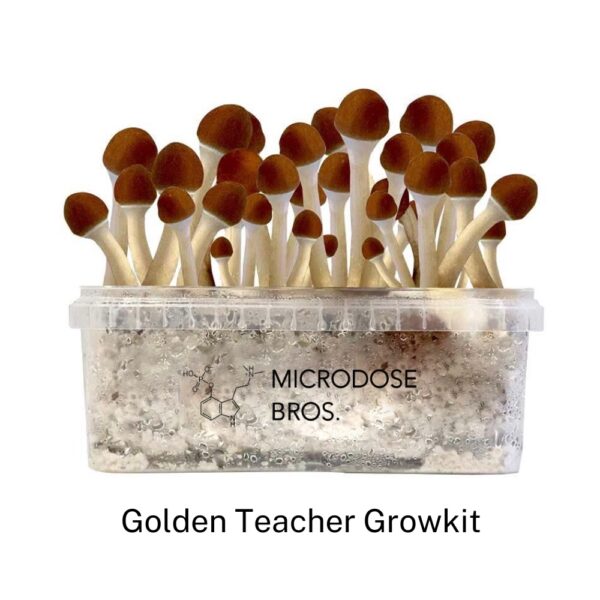 Golden Teacher Magic Mushroom Grow Kit - Image 2