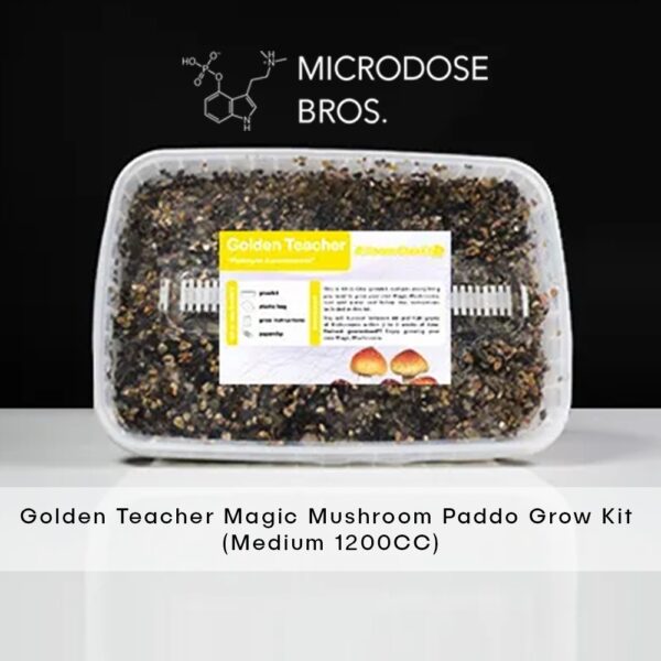 Golden Teacher magic mushrooms kit