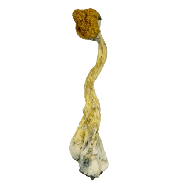 Golden Teacher Magic Mushrooms (Dried) - Image 3
