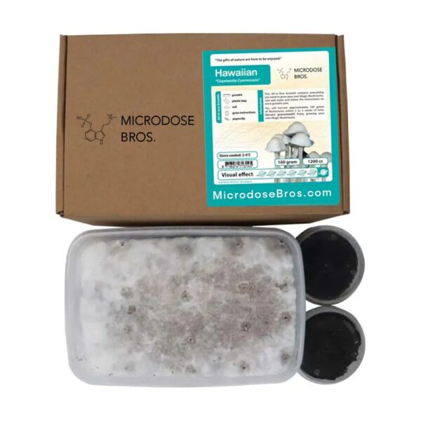 Hawaiian Copelandia Magic Mushrooms