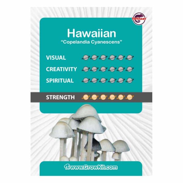 Hawaiian Magic Mushroom Spores - Image 2