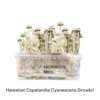 Hawaiian Copelandia Magic Mushroom Grow Kit - Image 2