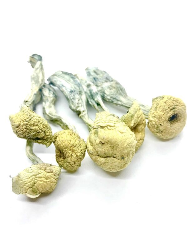 Psilocybe Mazatapec Magic Mushrooms