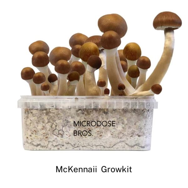 McKennaii Magic Mushroom Grow Kit - Image 5