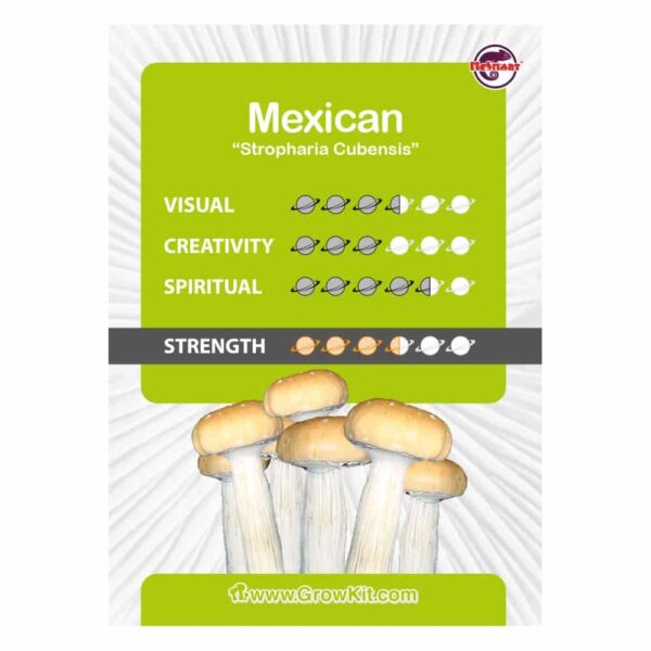 Mexican Magic Mushroom Spores - Image 2