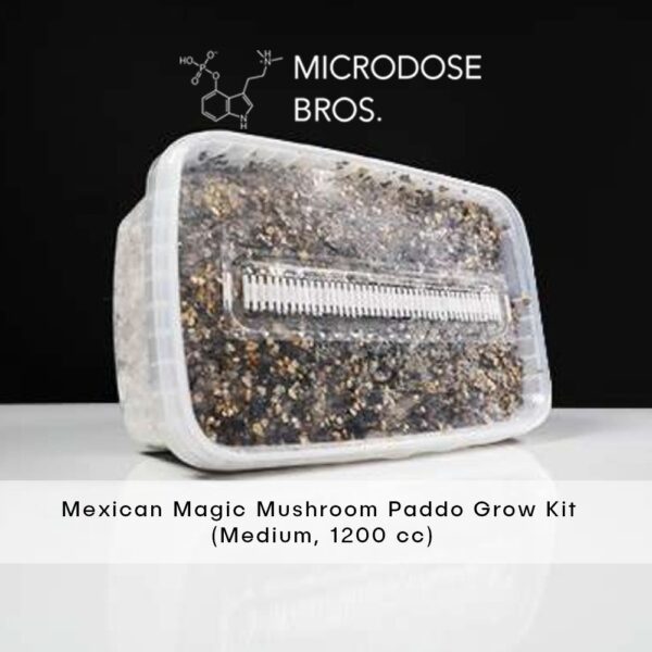 Mexican Magic Mushroom Grow Kit - Image 3
