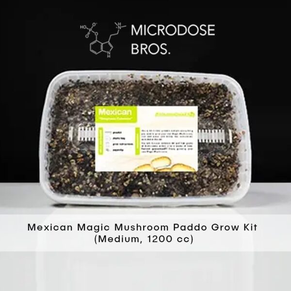 Mexicana Magic Mushrooms