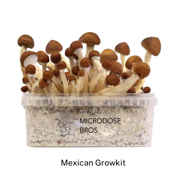 Mexican Magic Mushroom Grow Kit - Image 2