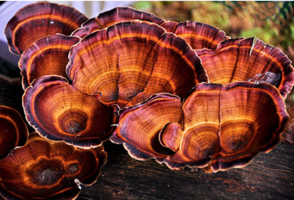 Reishi Mushroom Extract (100 Grams Powder) - Image 3