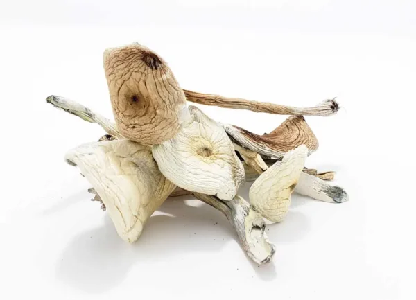 White Teacher Magic Mushrooms - Image 5