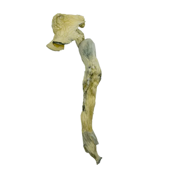 White Rabbit Dried Magic Mushrooms - Image 4