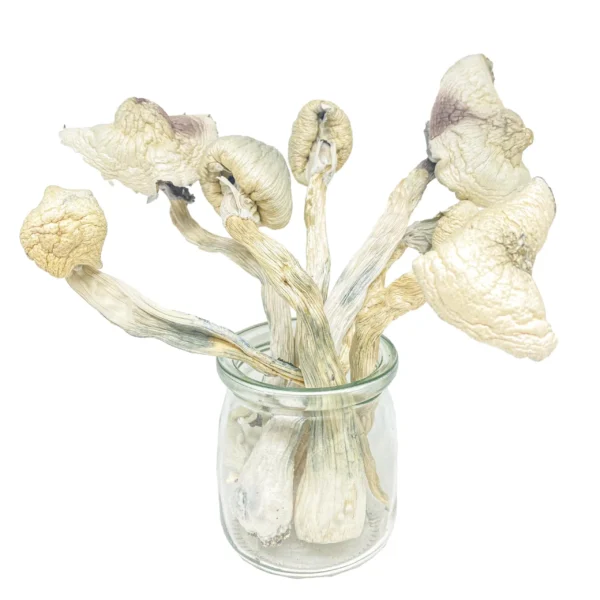 White Teacher Magic Mushrooms - Image 4