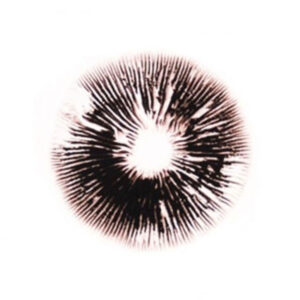Magic Mushroom B Spore print