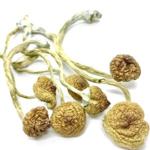 Psilocybe Cambodian Cubensis mushrooms