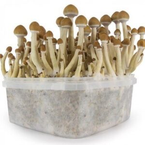 magic mushroom spores 