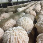The Benefits of Lions Mane