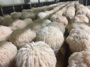 The Benefits of Lions Mane