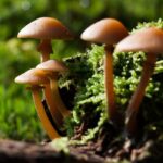 Ways Mushrooms Can Save The World