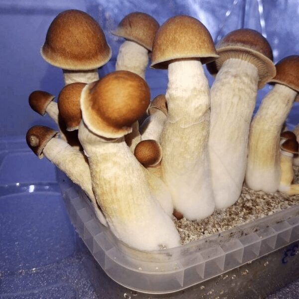 Penis Envy Mushroom Spores