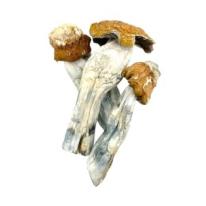 buy psilocybin mushrooms online
