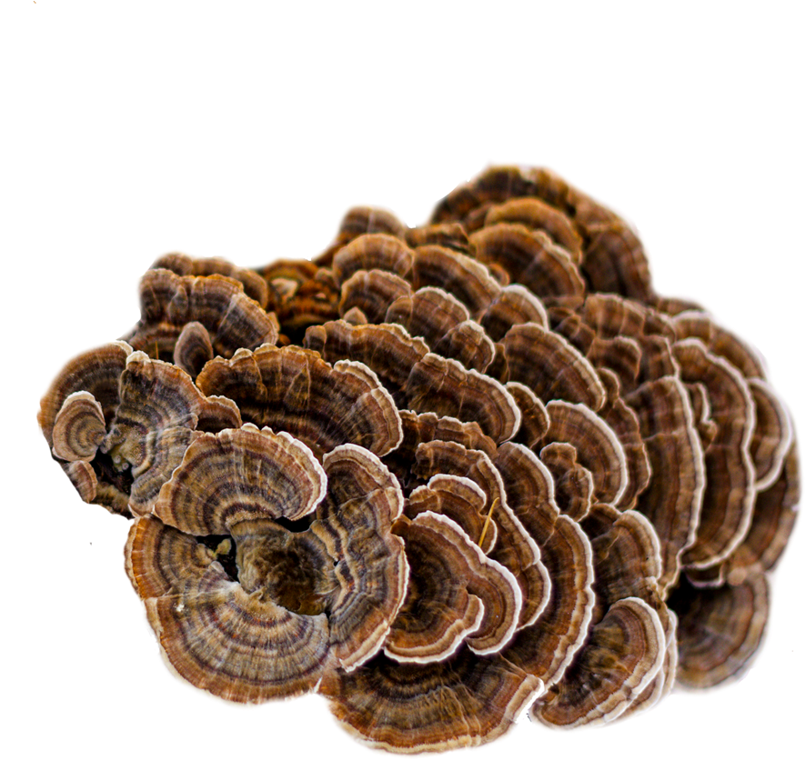 948-9486871_turkey-tail-mushroom-extract-turkey-tail.png