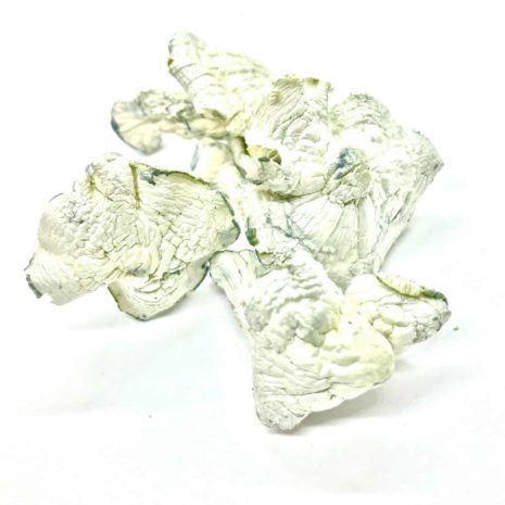 Albino-Avery-scaled-465x465-1.jpg Albino Avery Magic Mushrooms