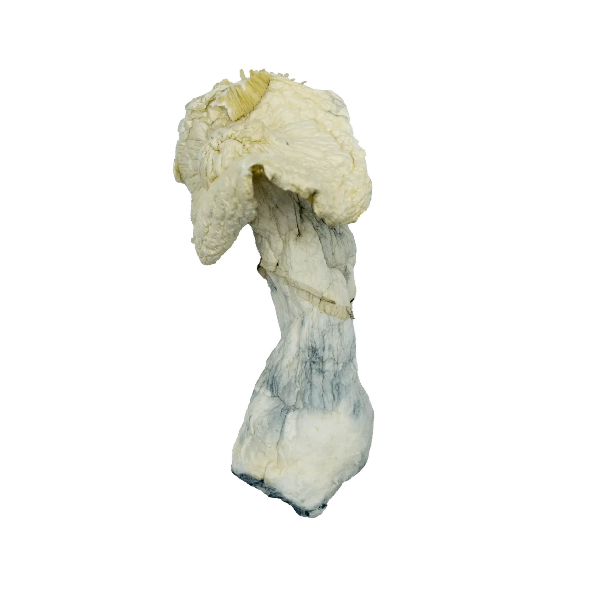 Albino-Penis-Envy-product-3-min-scaled-1.webp