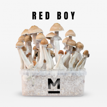 Buy-Magic-Mushroom-Grow-Kit-RedBoy-by-Mondo®-Online.png Cubensis Red Boy Mushroom
