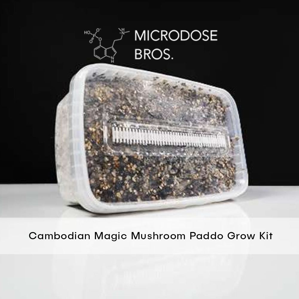 Cambodian-Magic-Mushroom-Paddo-Grow-Kit-1.jpg