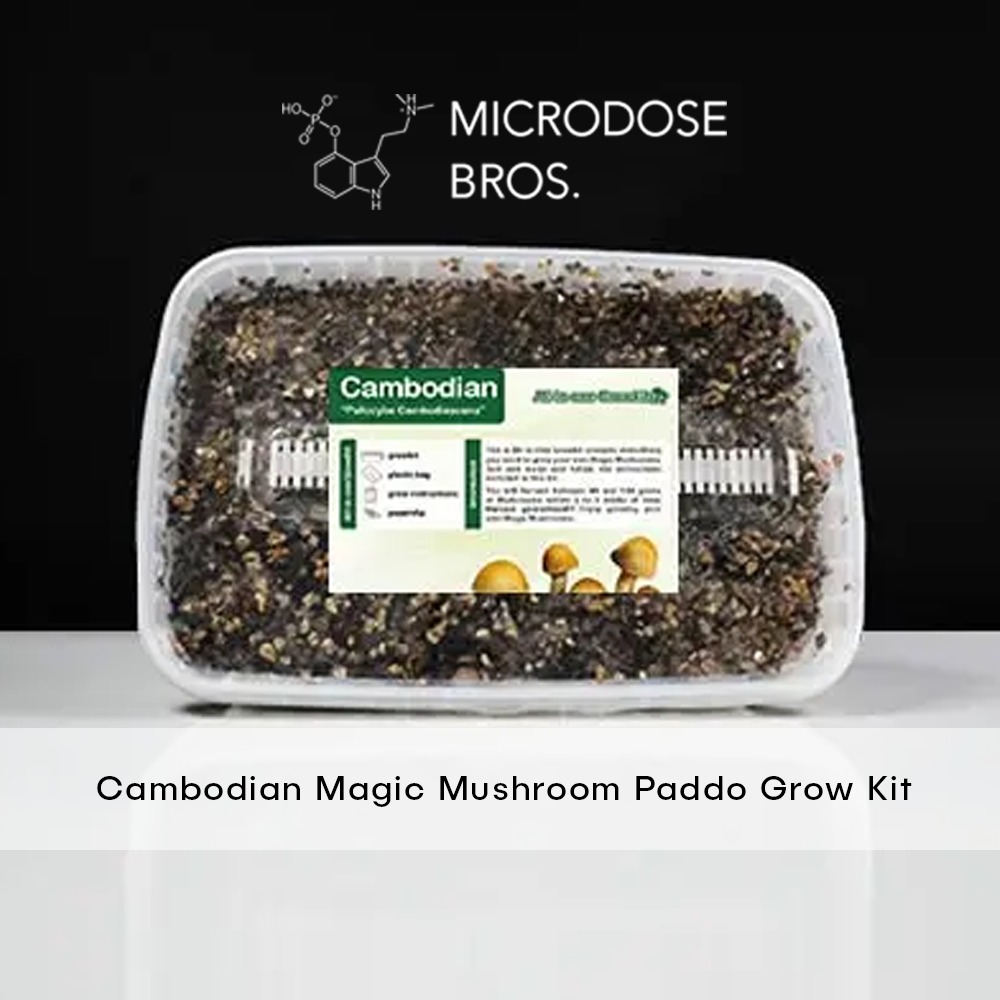 Cambodian-Magic-Mushroom-Paddo-Grow-Kit-2.jpg Cambodian Magic Mushroom Grow Kit