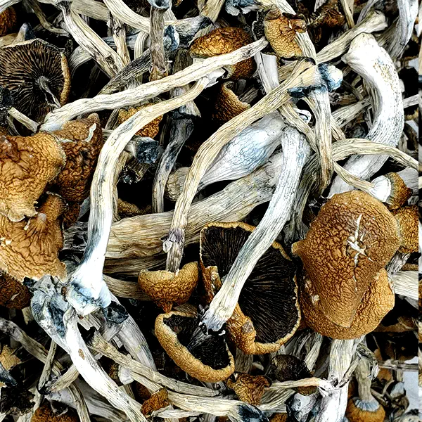 Golden-Emperor.webp Golden Emperor Magic Mushrooms