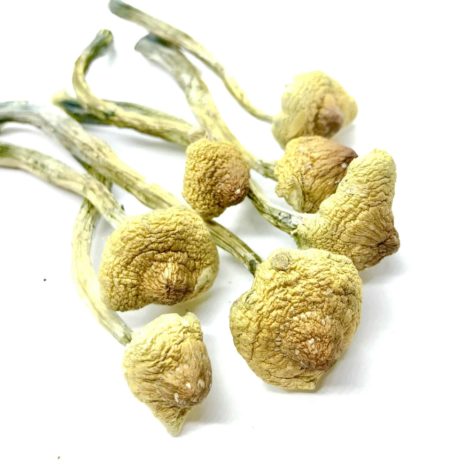 Huaulta-Cubensis-scaled-465x465-2.jpg Huaulta Cubensis Psilocybe Mushroom