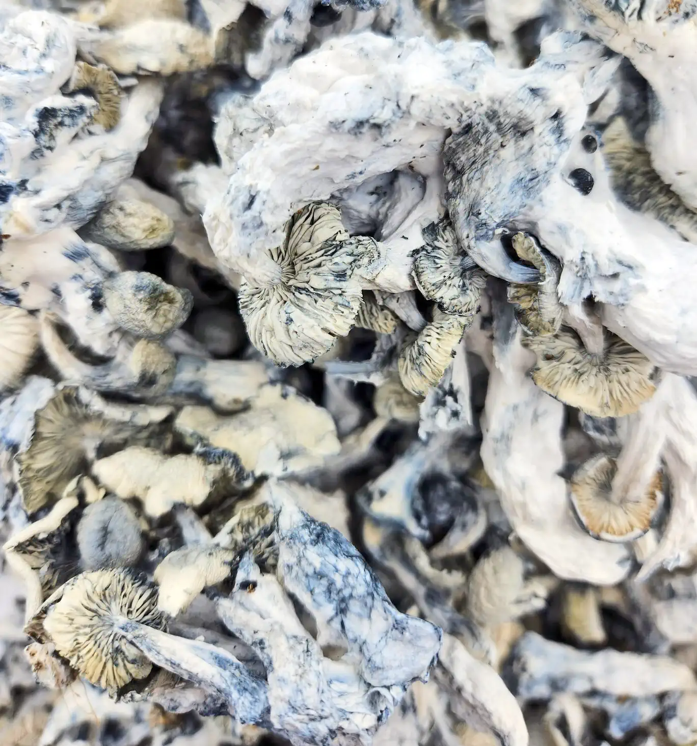 Jack-Frost-Magic-Mushrooms-1.webp Jack Frost Magic Mushrooms