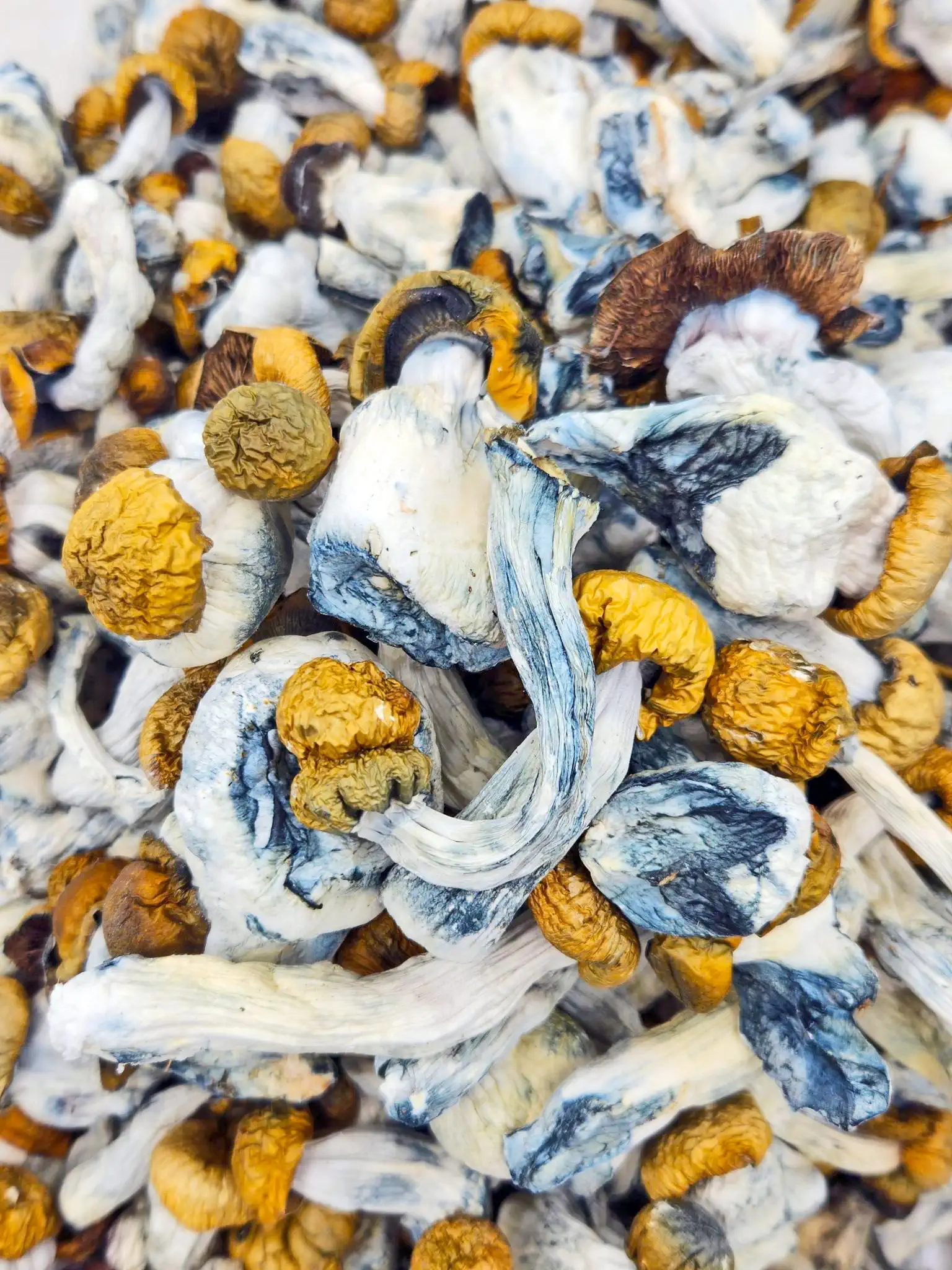 Magic-Mushrooms-Jedi-Mind-Fuck-Yeti.webp Jedi Mind Fuck Magic Mushrooms