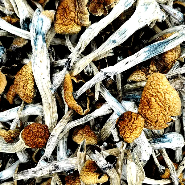 PE-Amazonian-Magic-Mushrooms.webp Amazonian Magic Mushrooms