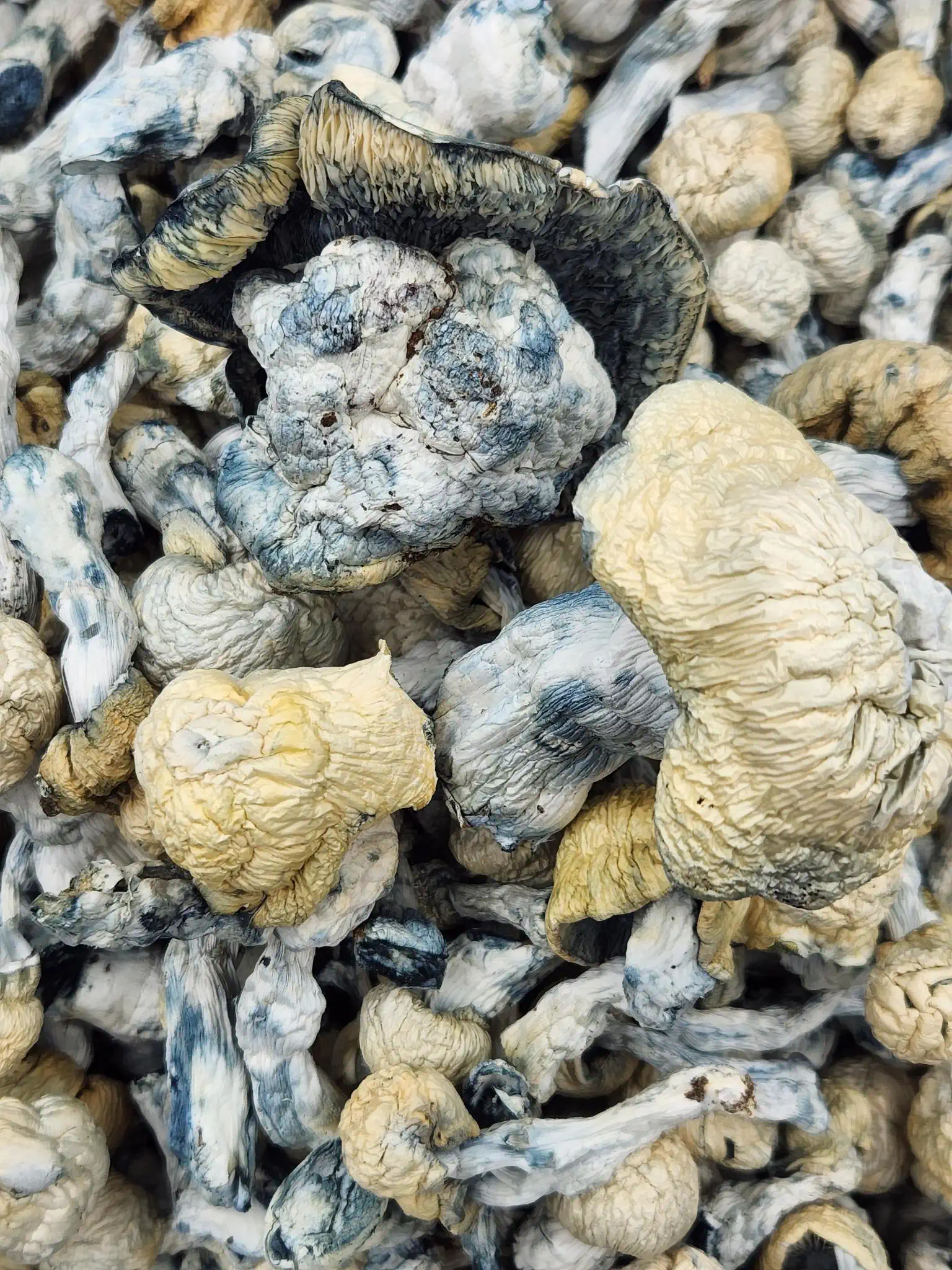 Shakti-Magic-Mushrooms-1.webp Shakti Magic Mushrooms