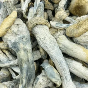 Thrasher Magic Mushrooms