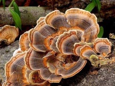 Turkey-Tail-2.jpg