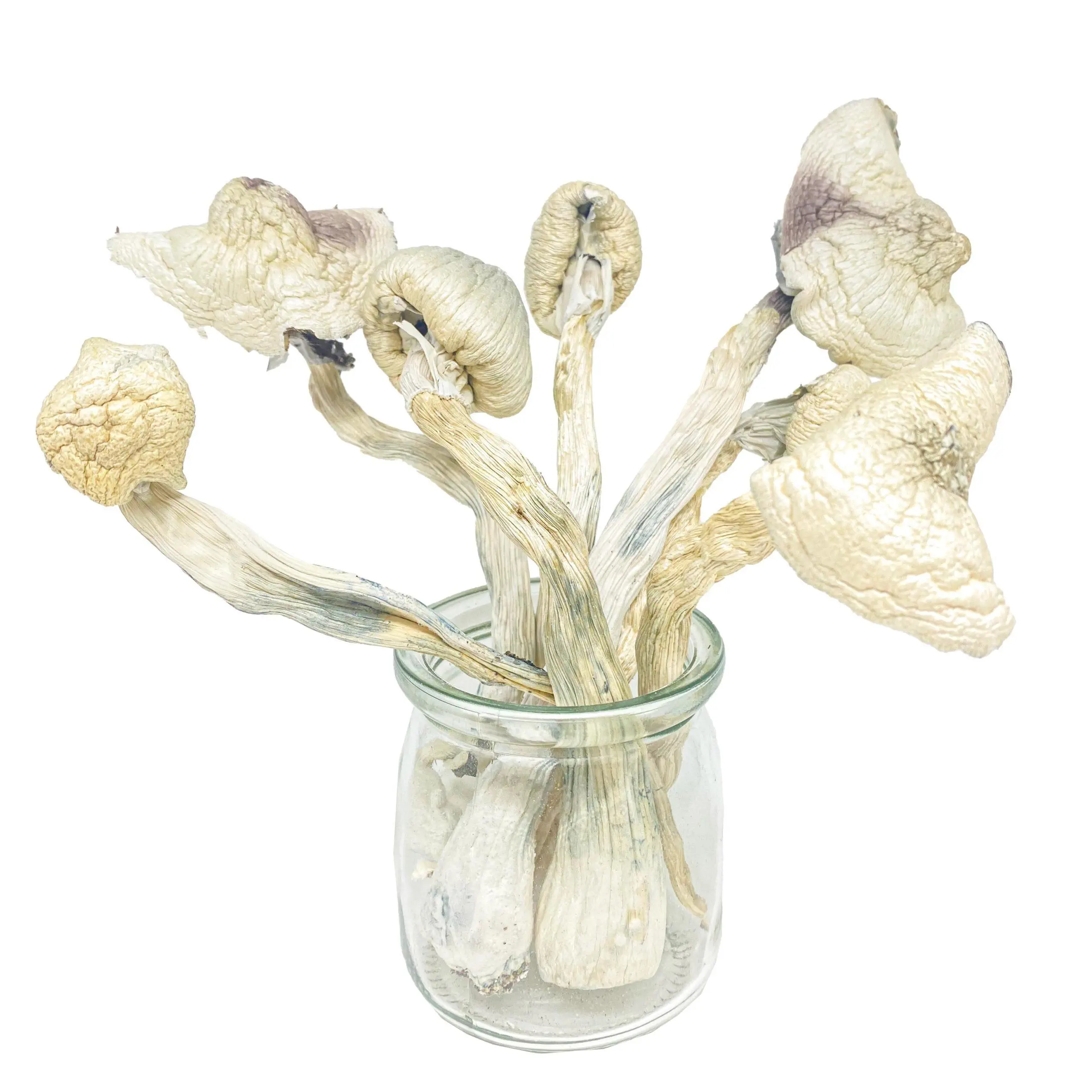 White-Teacher-True-Albino-Magic-Mushrooms.webp