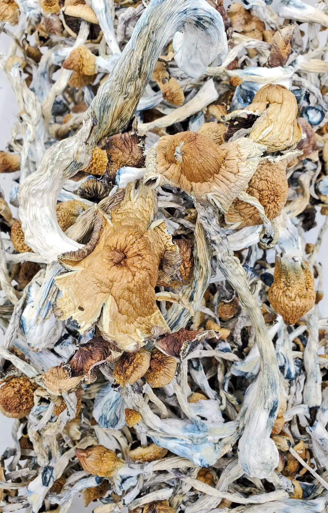 Z-Strain-Magic-Mushrooms2.webp Z Strain Magic Mushrooms