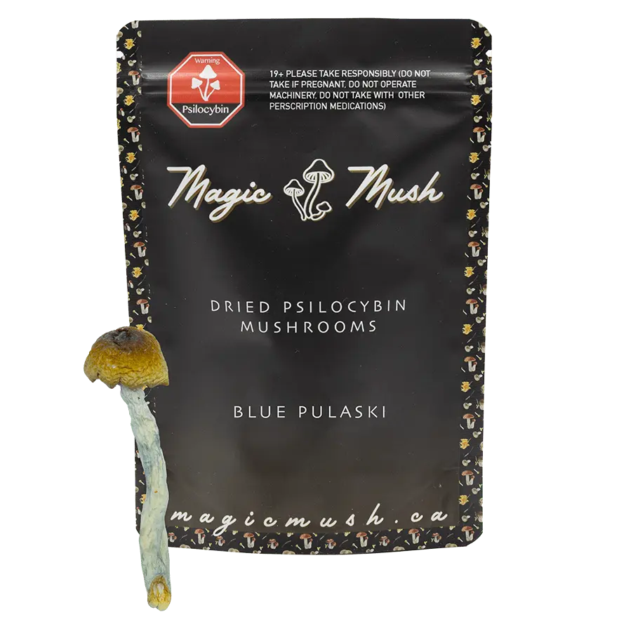 blue-pulaski-min-with-shroom.webp Blue Pulaski Magic Mushrooms