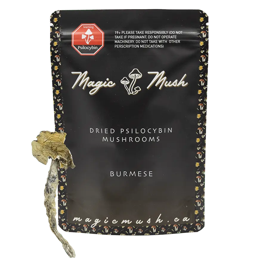 burmese-min-with-shroom.webp Burmese Dried Magic Mushrooms